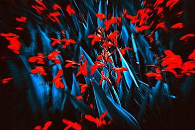 玩游戏拿7888元？KK对战平台暑期嘉年华，把一整头猪带回家！